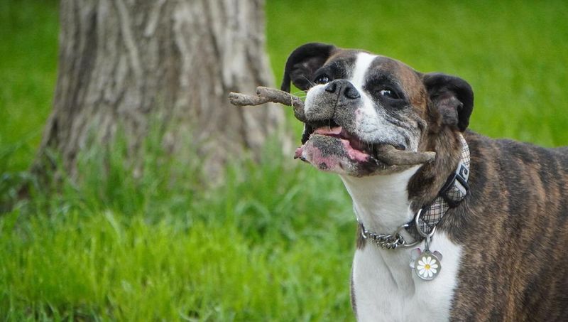 Boxer