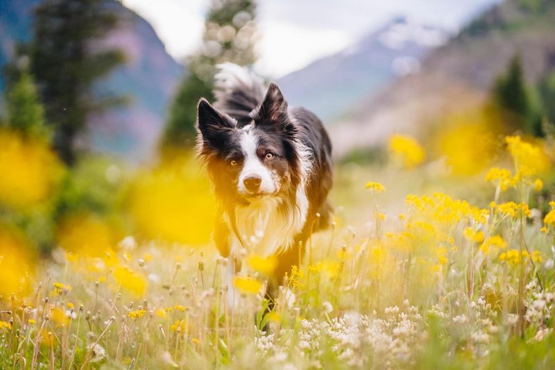Border Collie