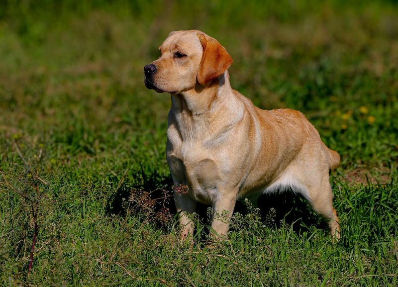 Labrador Retriever