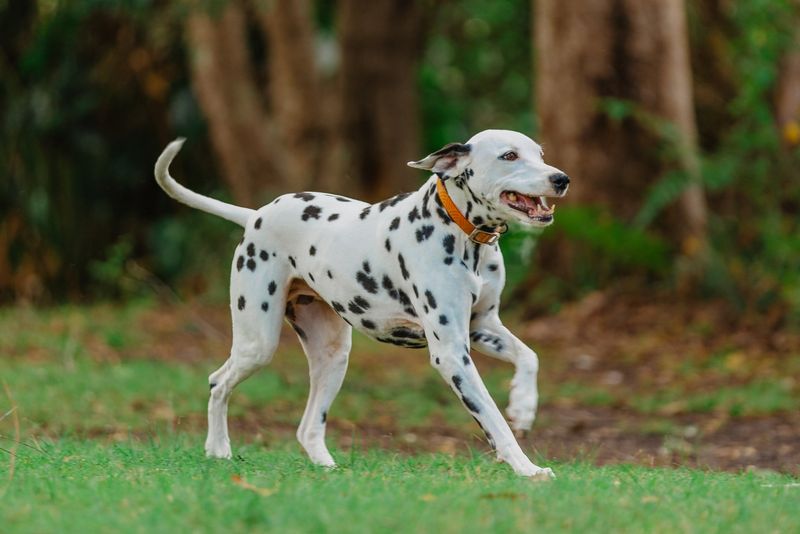 Dalmatian