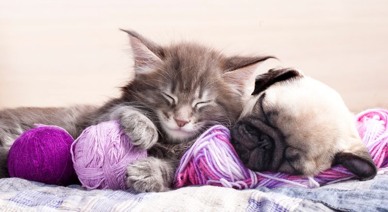 Pug