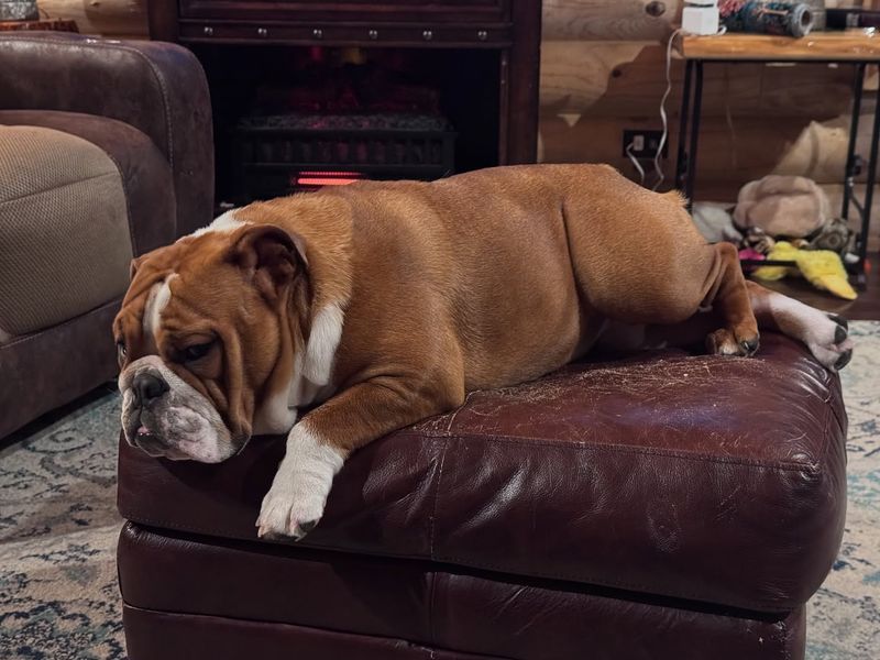 Bulldog