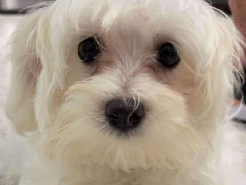 Maltese