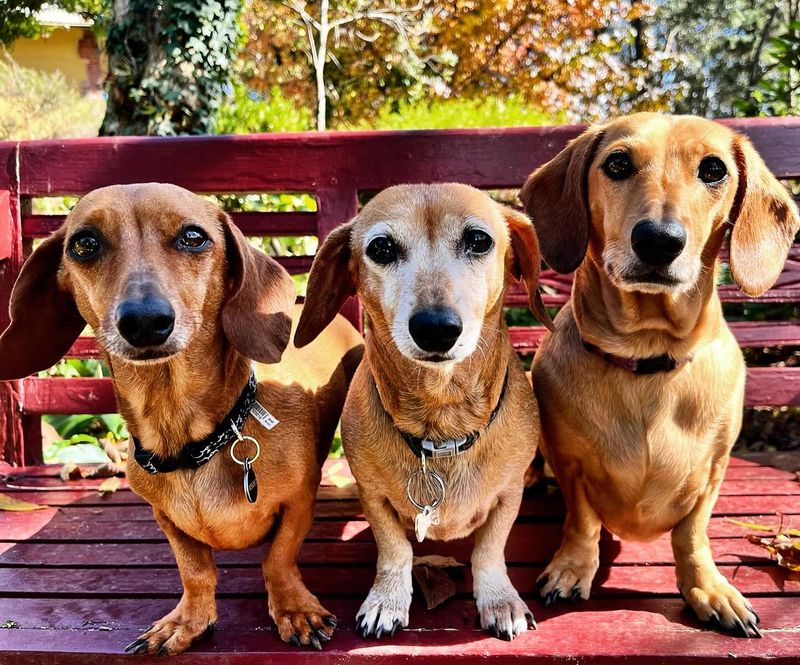Dachshund