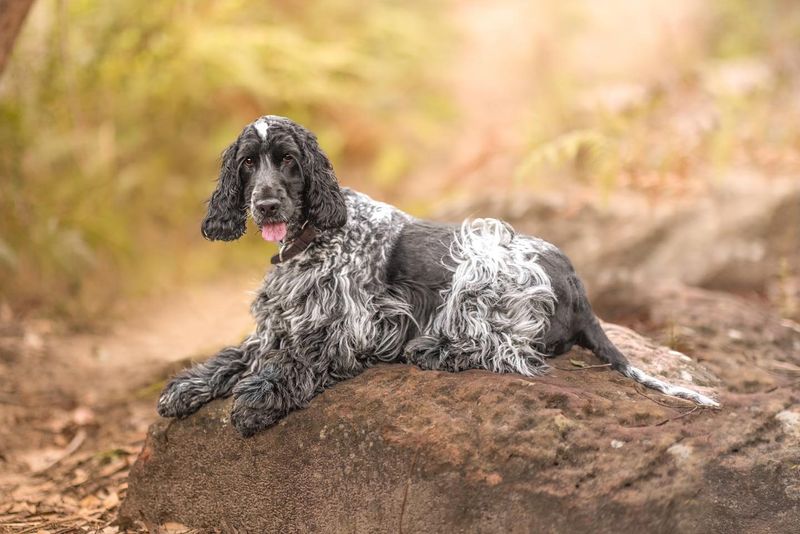 Cocker Spaniel
