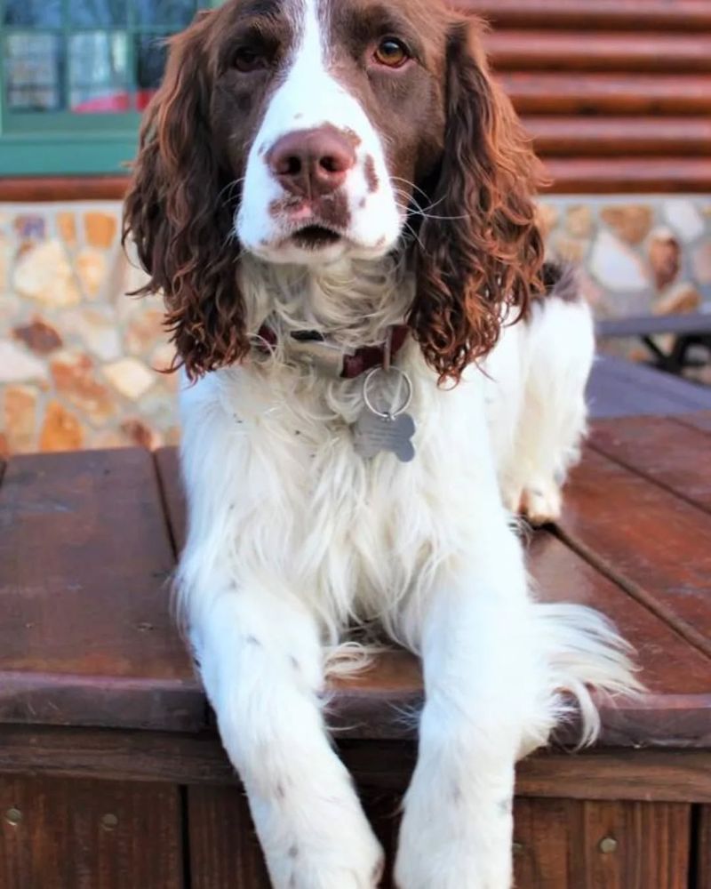 English Springer Spaniel