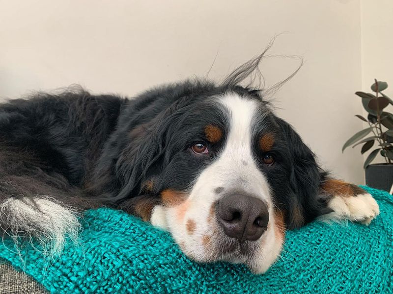Bernese Mountain Dog