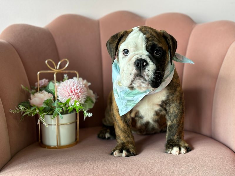 Bulldog