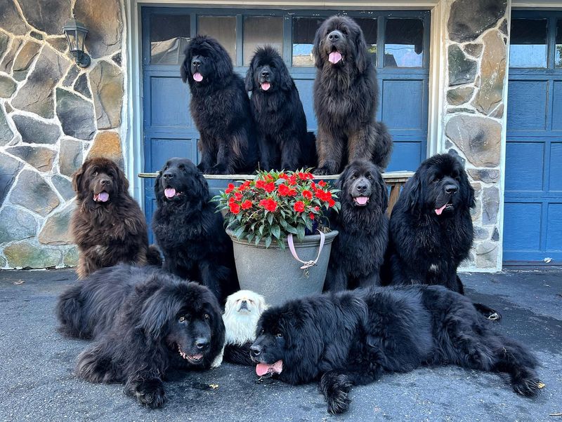 Newfoundland