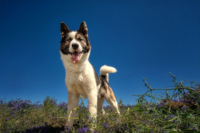 Akita