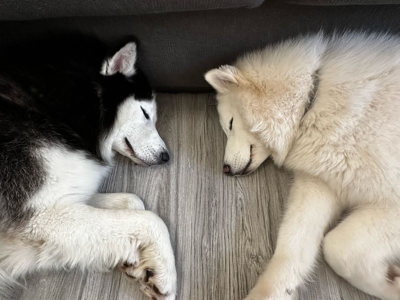 Siberian Husky