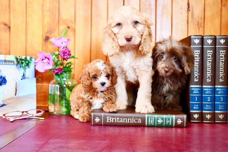 Cocker Spaniel