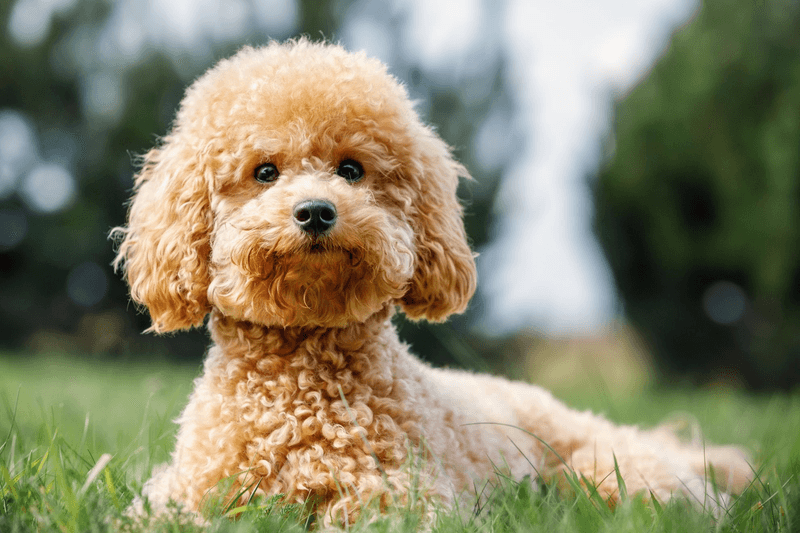 Poodle