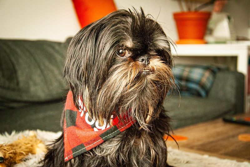 Brussels Griffon