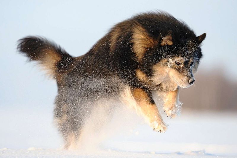 Finnish Lapphund