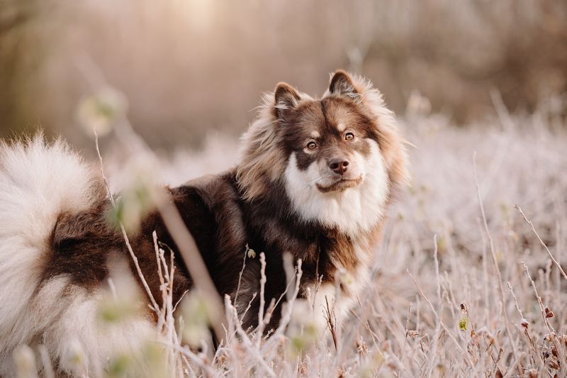 Finnish Lapphund