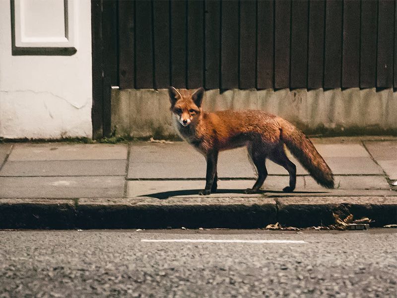 Foxes