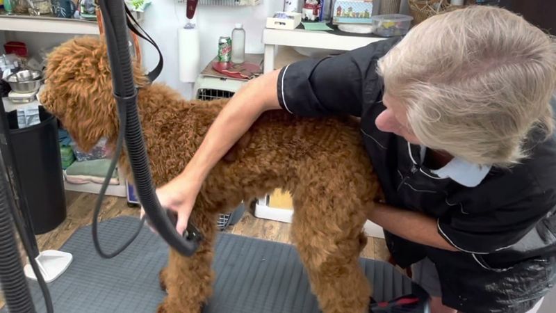 Grooming Sessions