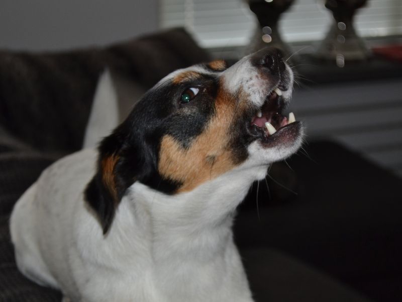 Barking for Attention