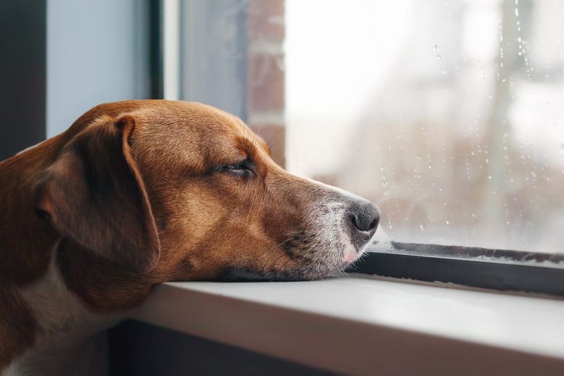 Whimpering When Left Alone