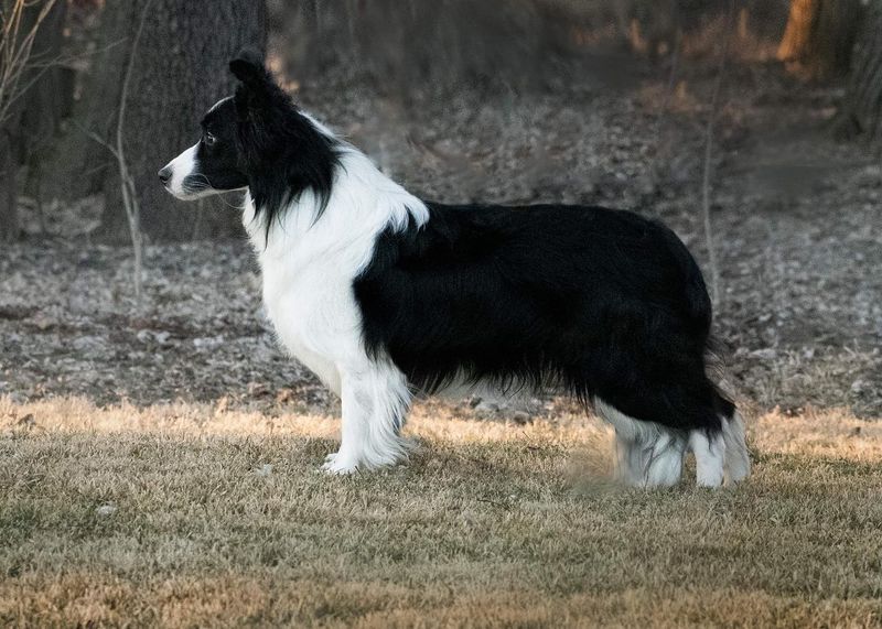 Collie