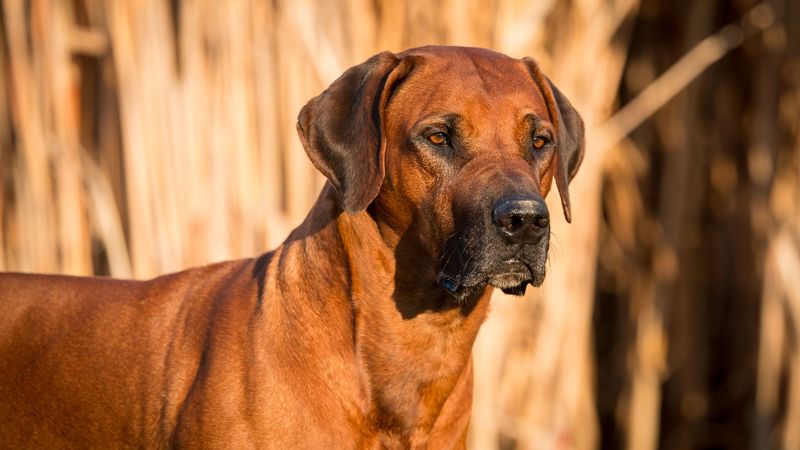 Rhodesian Ridgeback