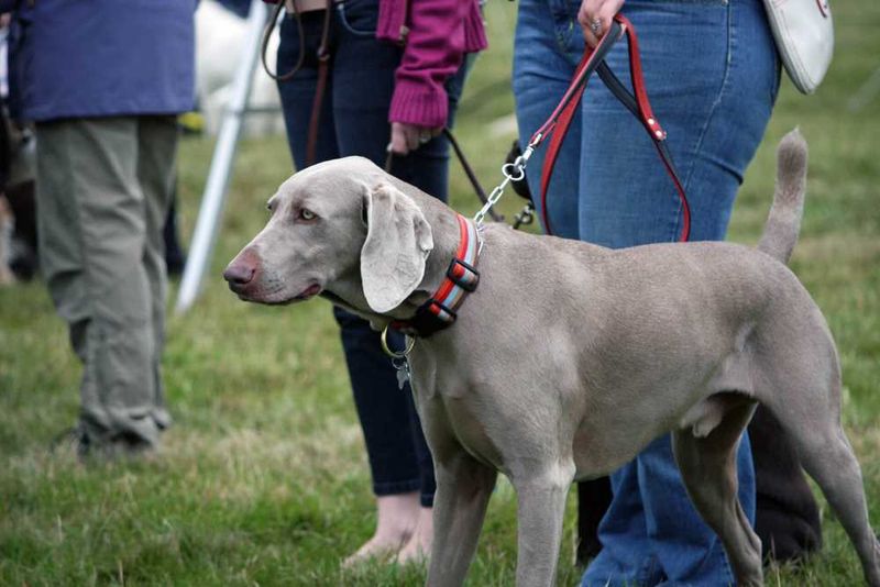 Weimaraner