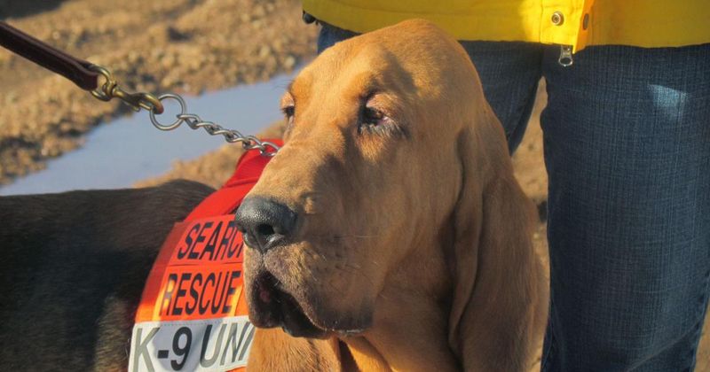 Bloodhound