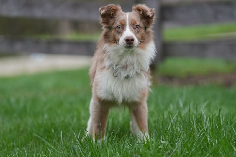 Australian Shepherd