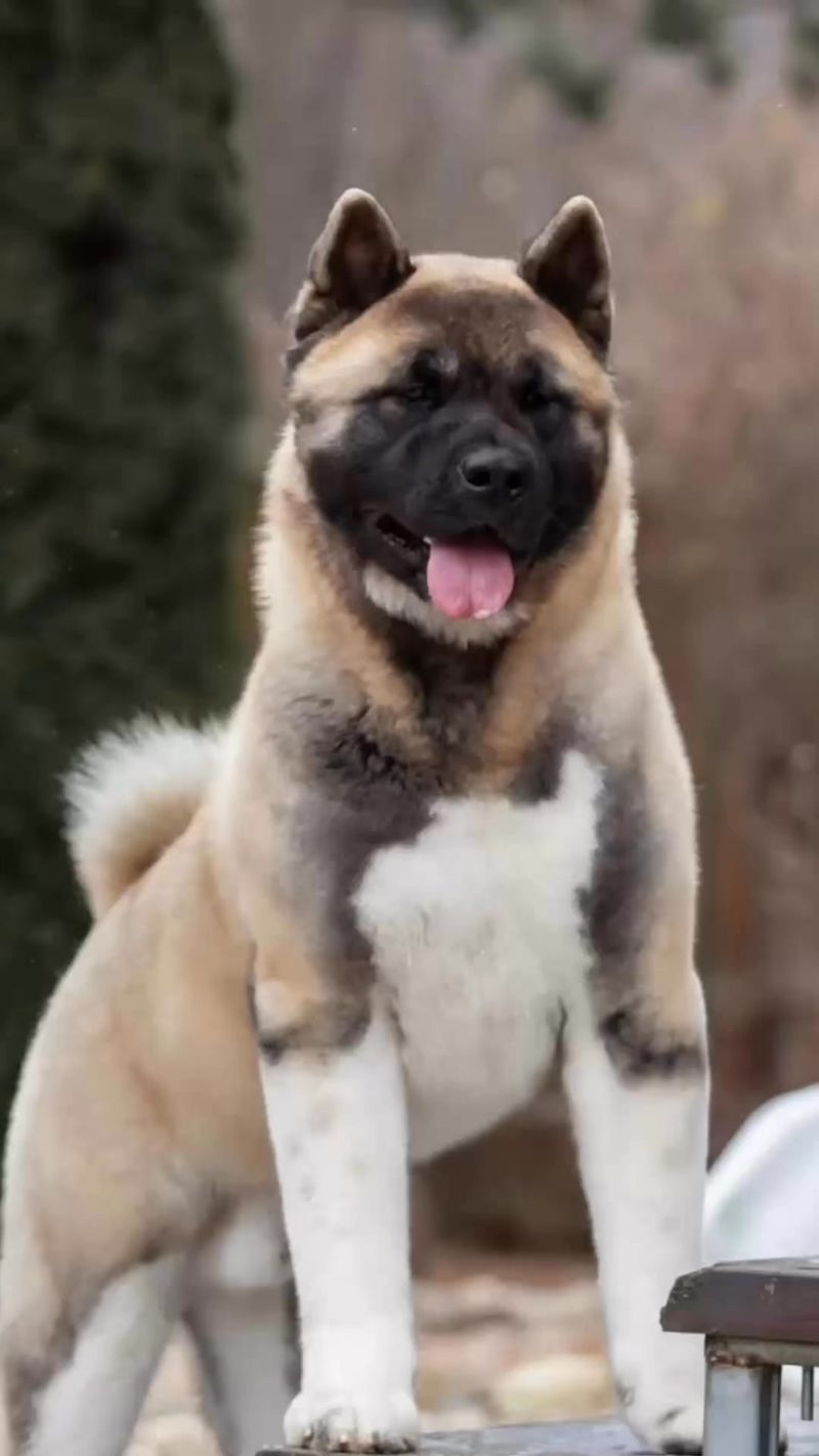 Akita