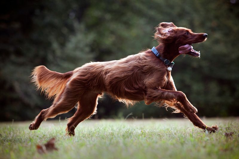 Irish Setter