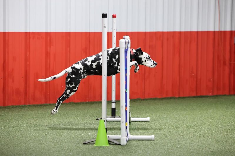 Dalmatian
