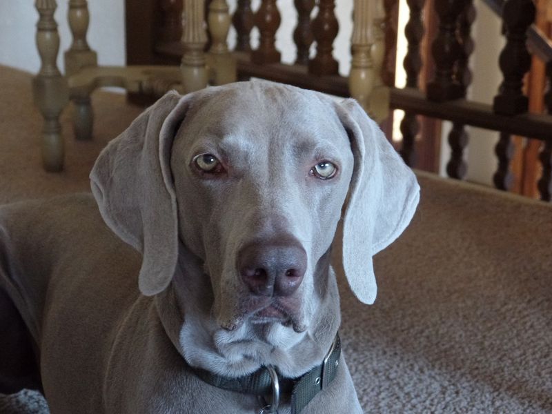 Weimaraner