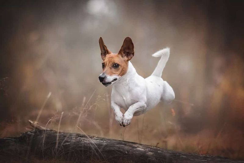 Jack Russell Terrier