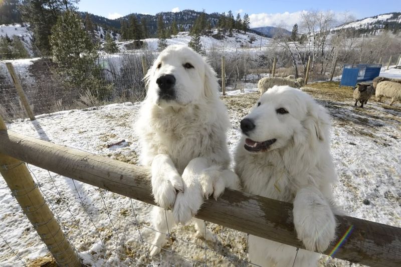 Great Pyrenees