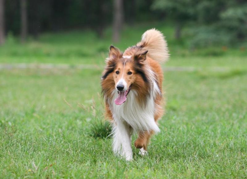 Collie
