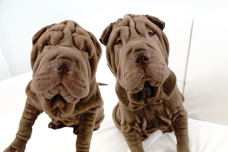 Shar Pei