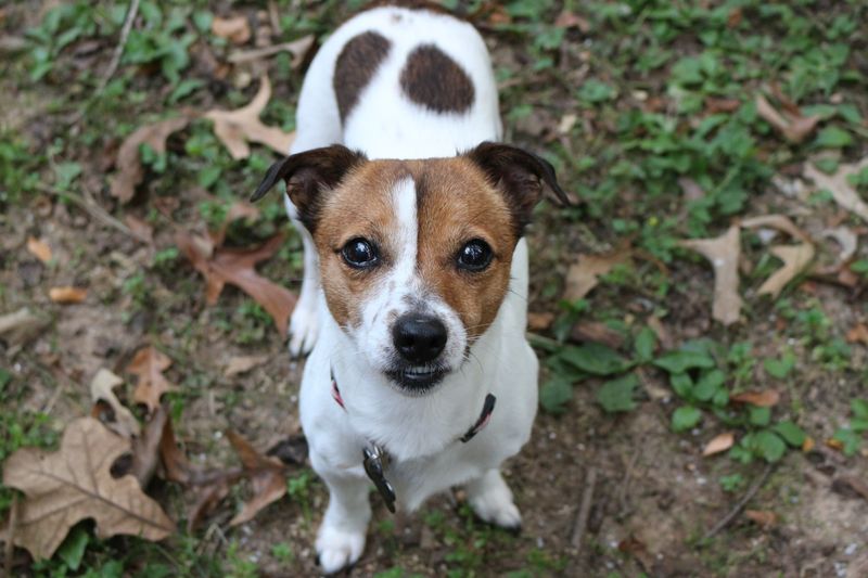 Jack Russell Terrier