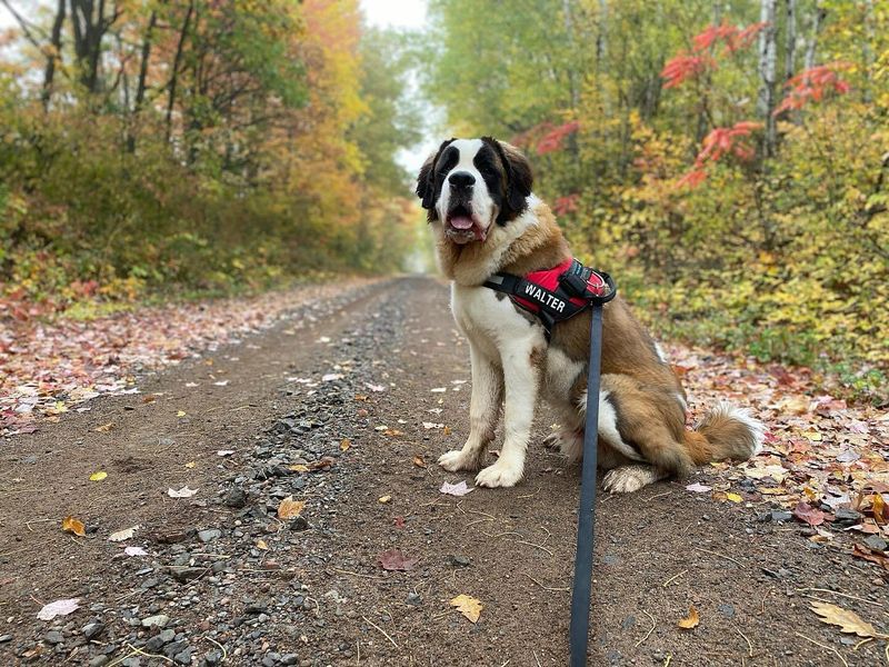 Saint Bernard