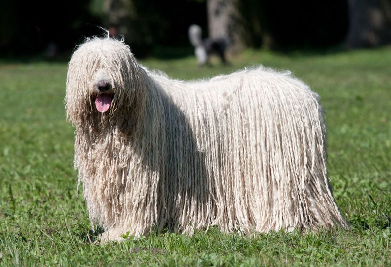 Komondor