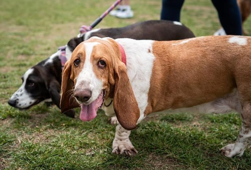 Basset Hound