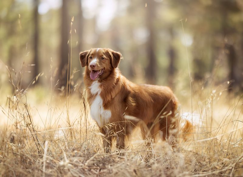Nova Scotia Duck Tolling Retriever