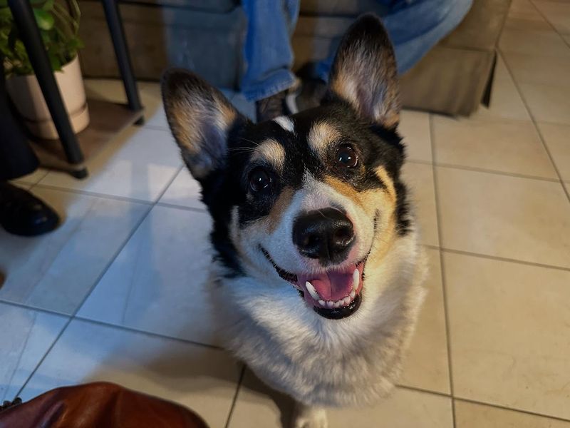 Corgi
