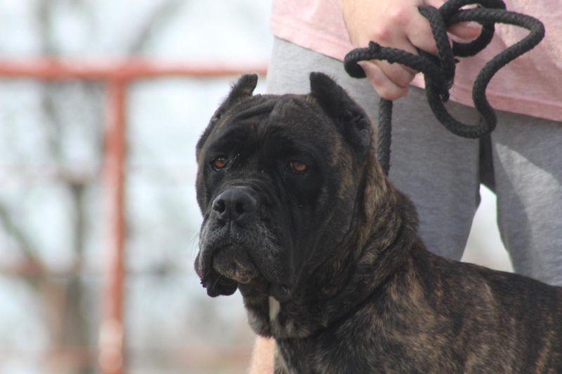 Cane Corso