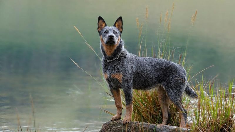 Australian Cattle Dog