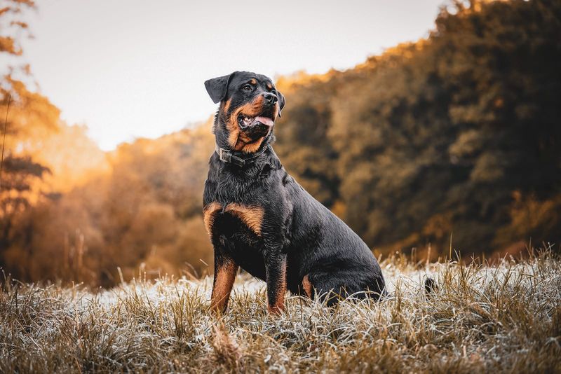 Rocky the Rottweiler