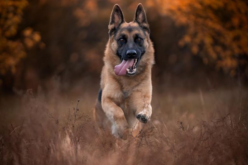 Maximus