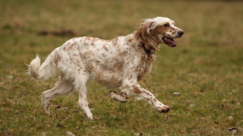 Orange Belton Setter