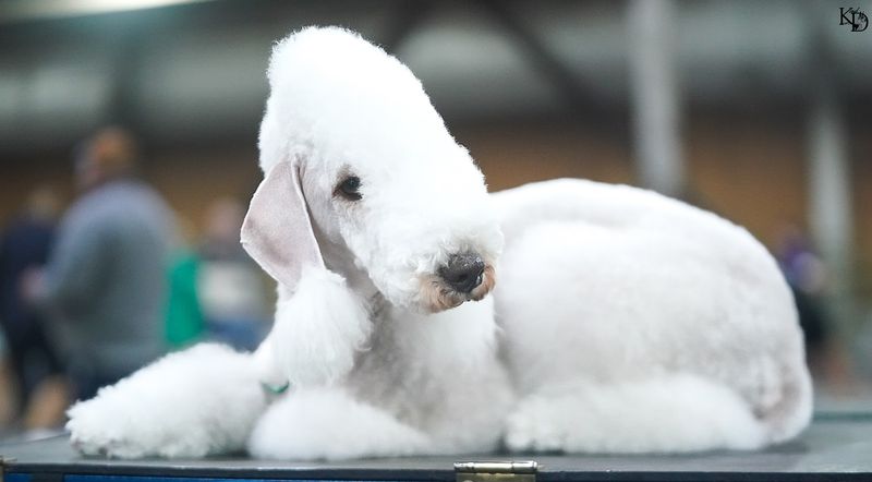 Bedlington Terrier
