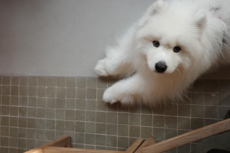Samoyed
